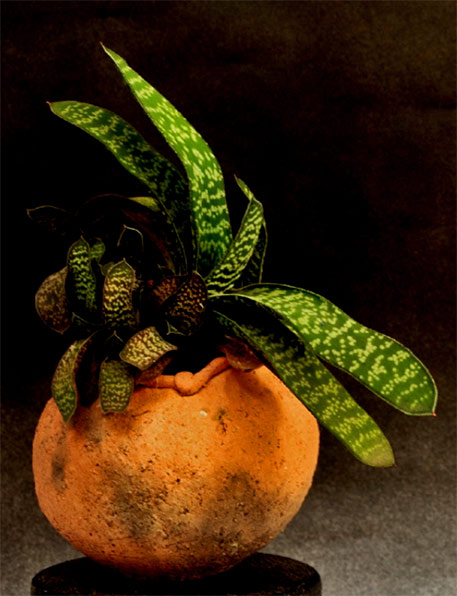 Donve-Branch--terracotta-planter with succulent 