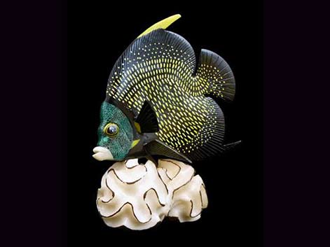 French-Angelfish-Figurine-tagua-sculpture Wounaan-tribe-of-Panama