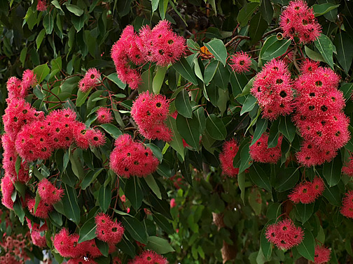 Pink-gumtree-flowers
