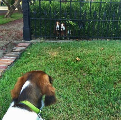 Dogs in the garden